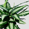 dieffenbachia panther in front of a grey background
