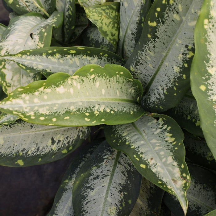 close look at the avriegated pattern on the dieffenbachia panther