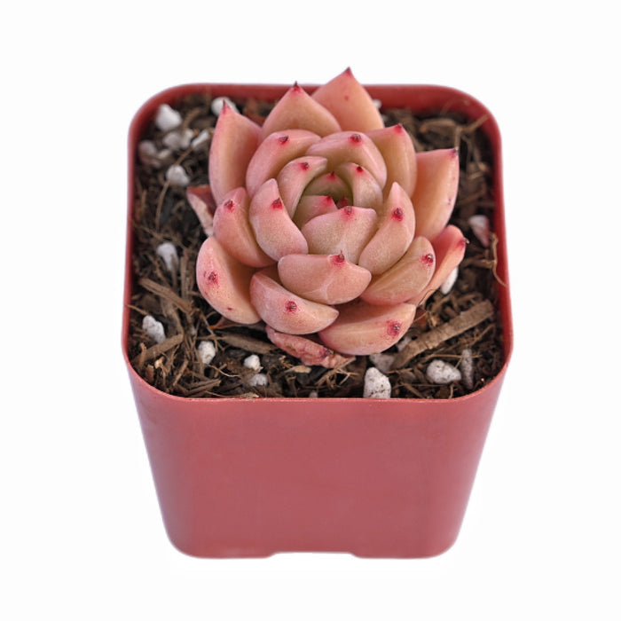 Echeveria Agavoides 'Blue Dragon' sp.