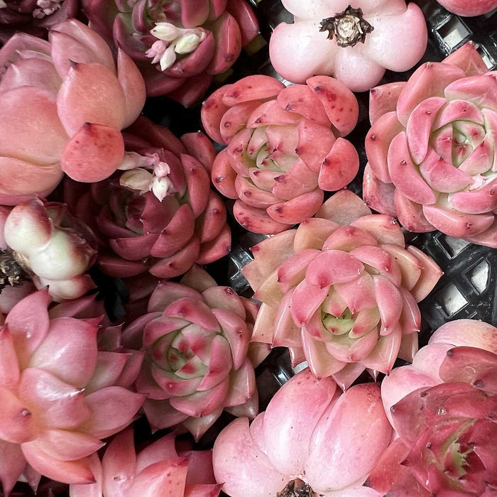 Echeveria Agavoides 'Blue Dragon' sp.
