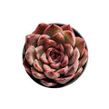 Echeveria Agavoides 'Santa Lewis' sp.