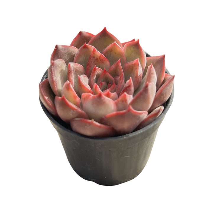 Echeveria Agavoides 'Santa Lewis' sp.