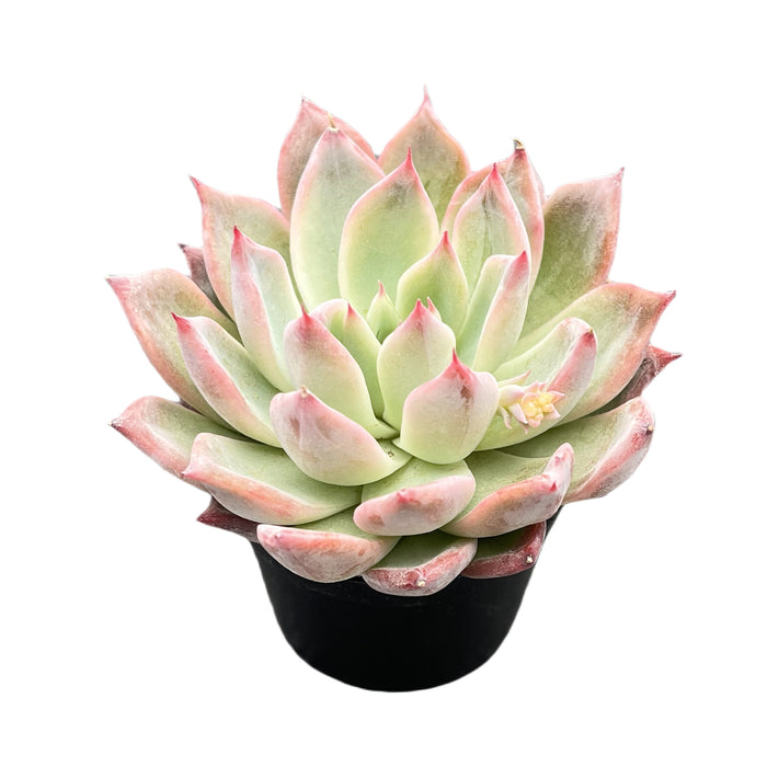 Echeveria 'Aranjuez'