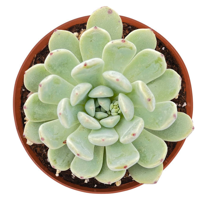 Echeveria 'Biante' (6 inch)