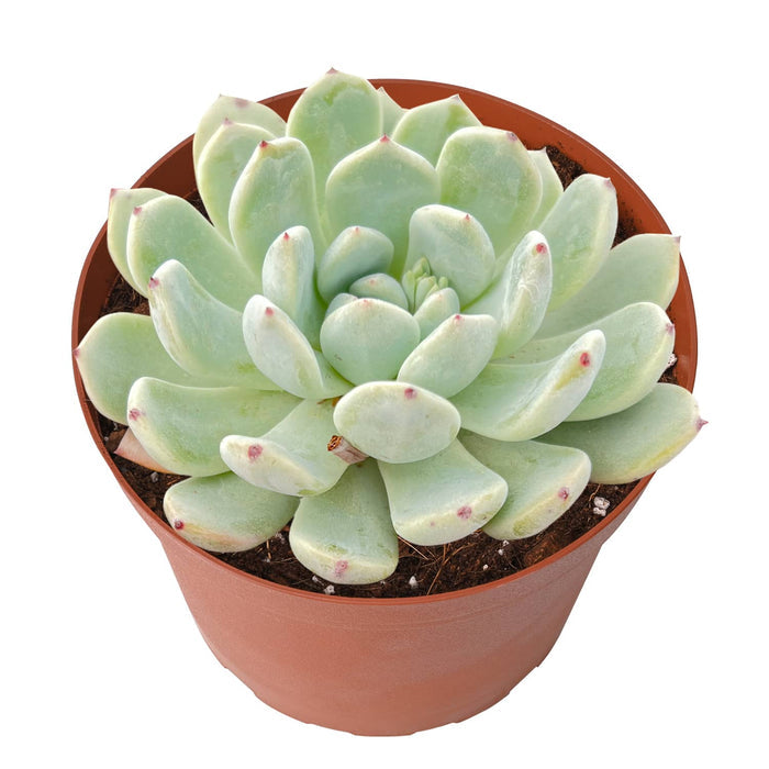 Echeveria 'Biante' (6 inch)
