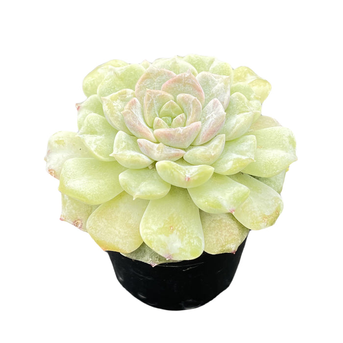 Echeveria Crystal Amber
