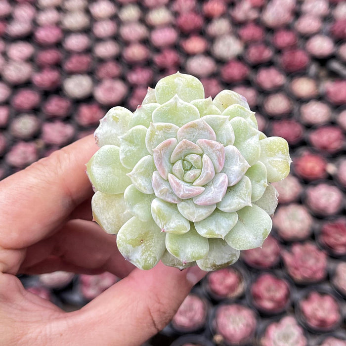 Echeveria Crystal Amber