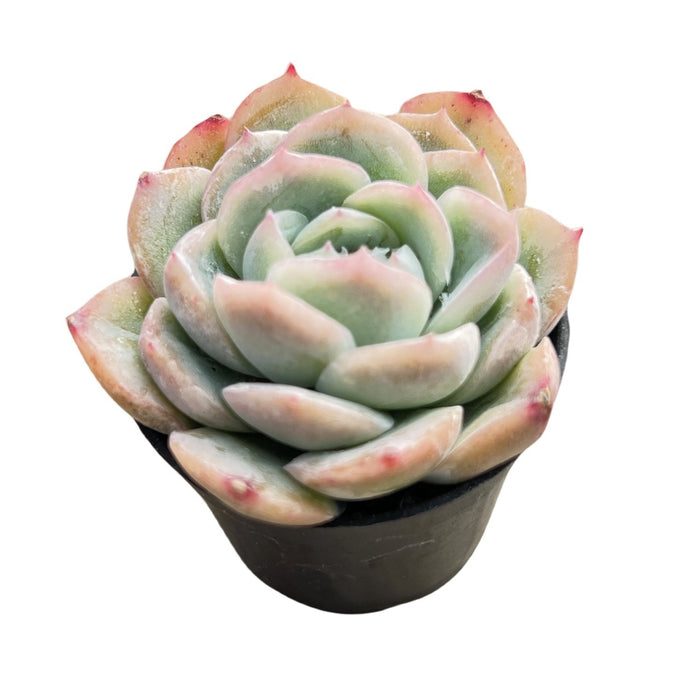 Echeveria 'Falling Cherry Blossoms'
