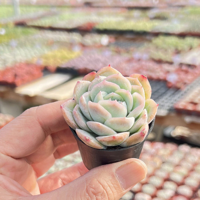 Echeveria 'Falling Cherry Blossoms'
