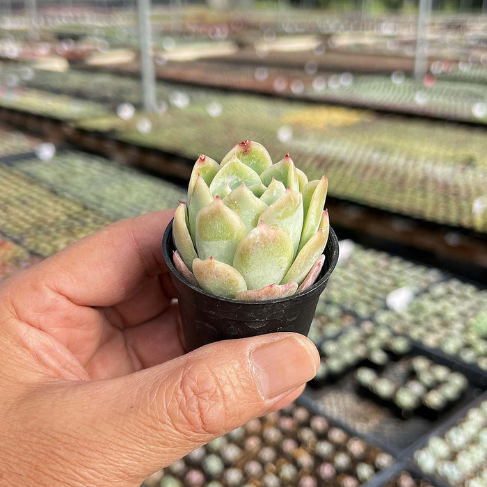 Echeveria 'Falling Cherry Blossoms'