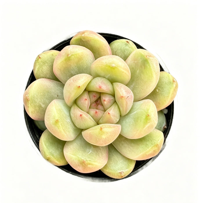 Echeveria 'Green Grape'