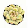 Echeveria 'Green Grape'