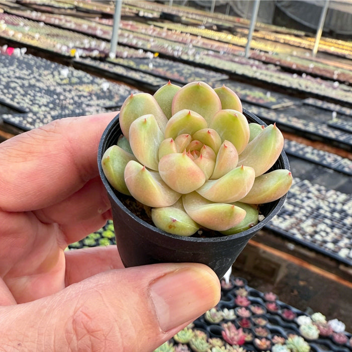 Echeveria 'Green Grape'