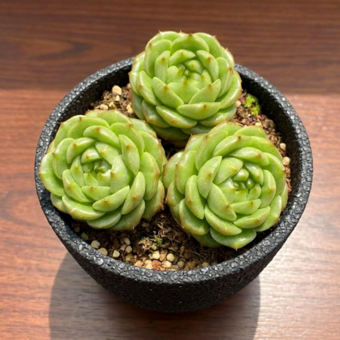 Echeveria 'Green Grape'