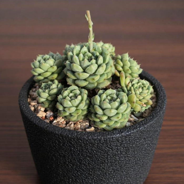 Echeveria 'Green Grape'