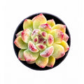 Echeveria 'Jade Cane'