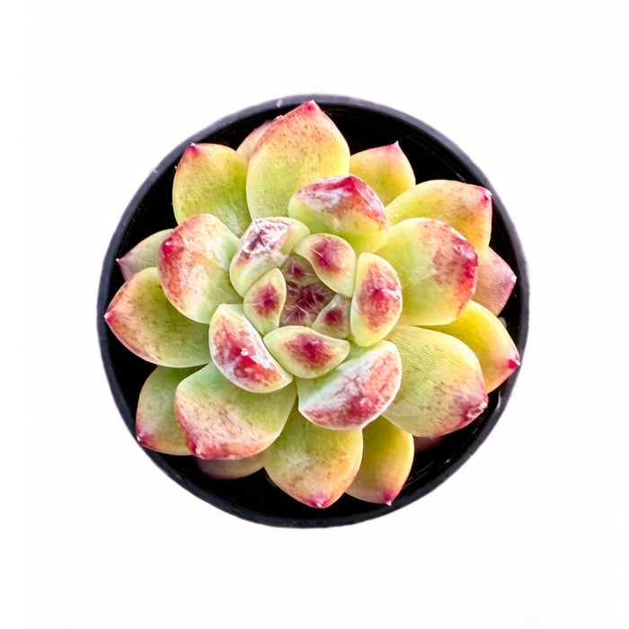 Echeveria 'Jade Cane'