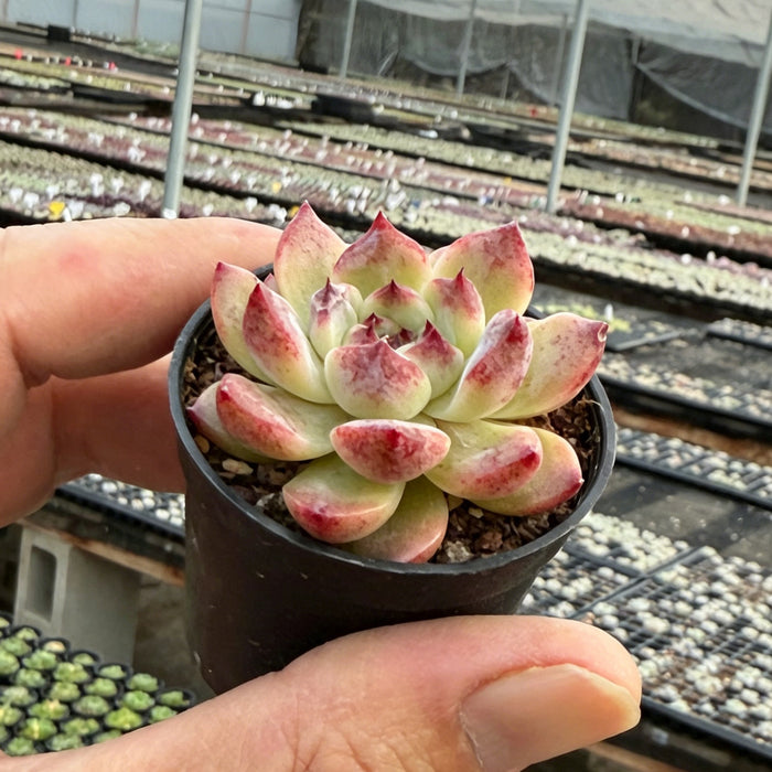Echeveria 'Jade Cane'