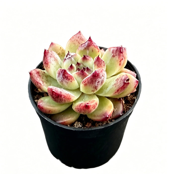 Echeveria 'Jade Cane'