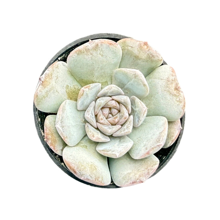 Echeveria 'Lilith'