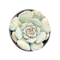 Echeveria 'Lilith'