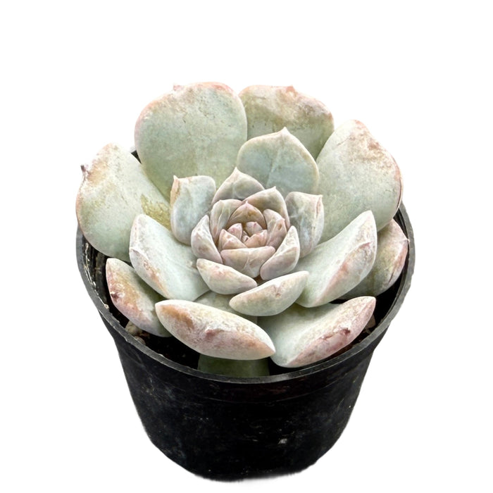 Echeveria 'Lilith'