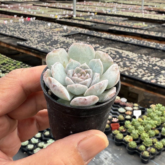 Echeveria 'Lilith'