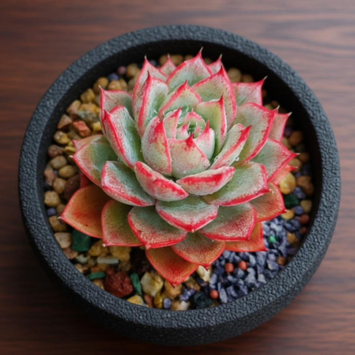 Echeveria Linde Anna