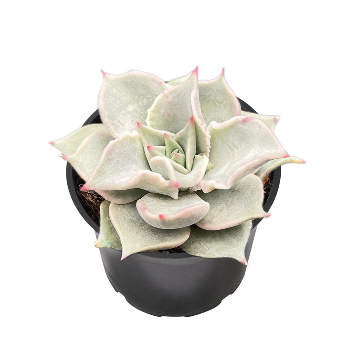 Echeveria Madiba