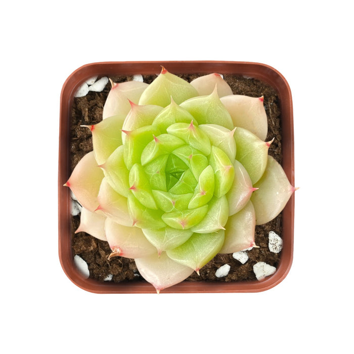 Echeveria Malgan x Queen sp.