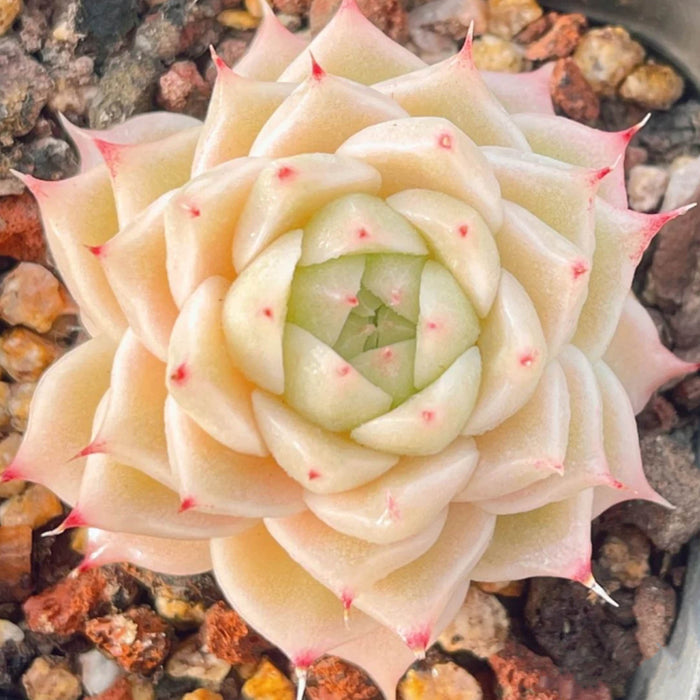 Echeveria Malgan x Queen sp.