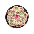 Echeveria 'Morandi Purple'