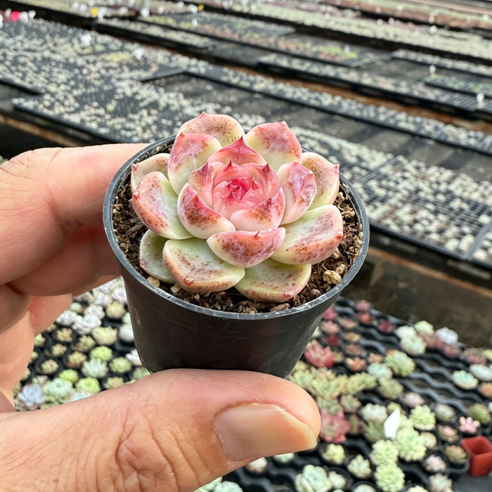 Echeveria 'Morandi Purple'
