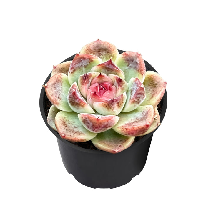 Echeveria 'Morandi Purple'