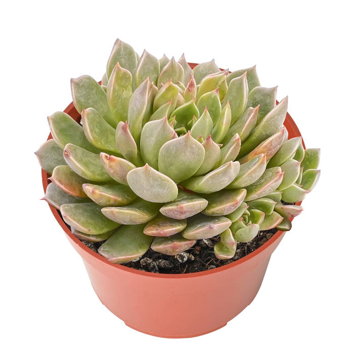 Echeveria Olivia (4 inch)