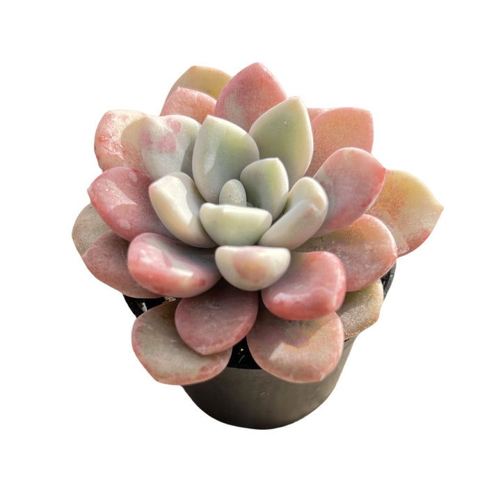 Echeveria Pink Spots