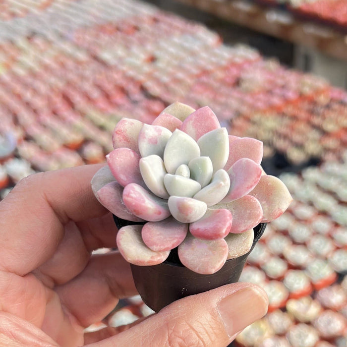 Echeveria Pink Spots