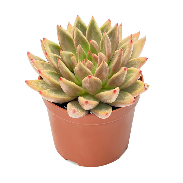 Echeveria Psyche (6 inch)