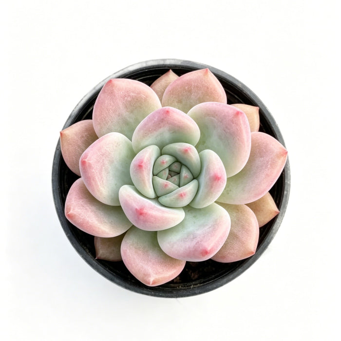 Echeveria 'Red Crown'