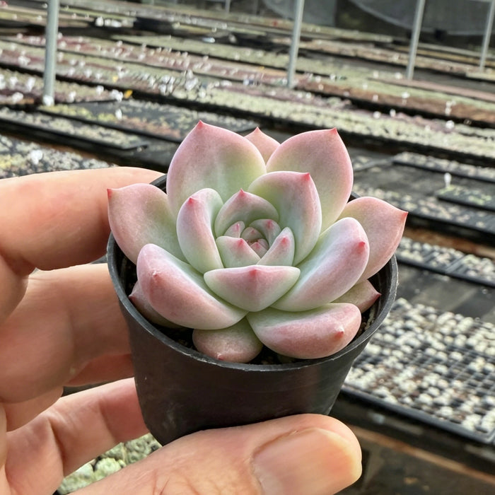 Echeveria 'Red Crown'