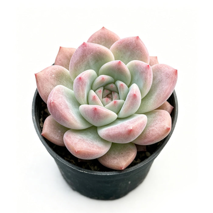 Echeveria 'Red Crown'