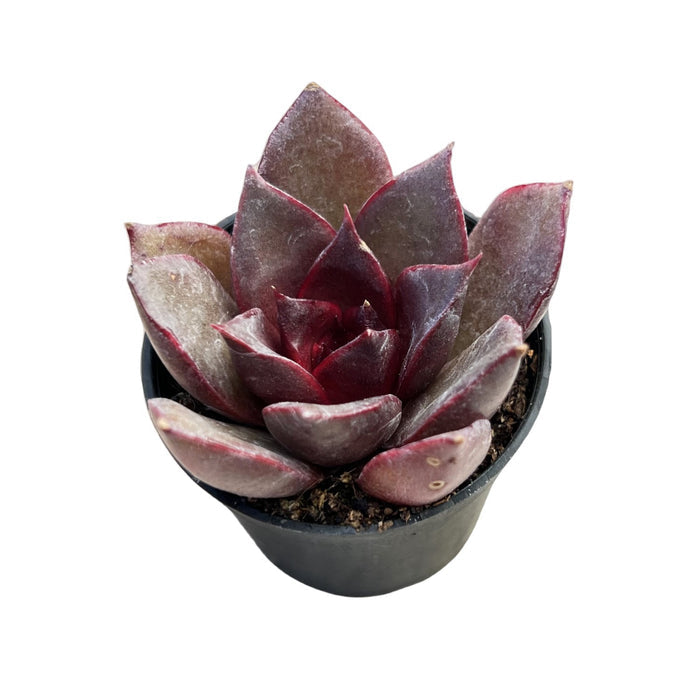 Echeveria 'Red Rose'