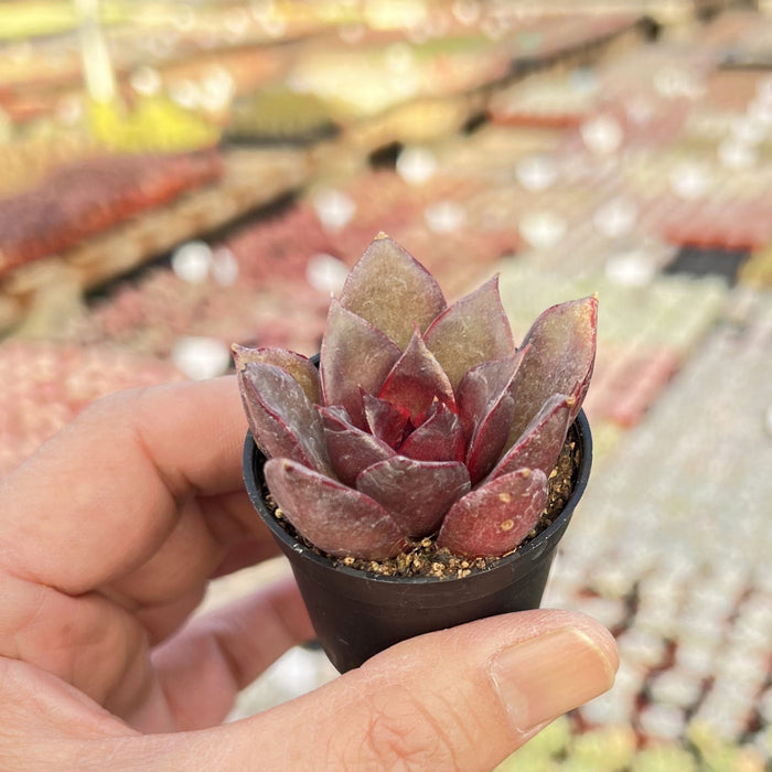 Echeveria 'Red Rose'