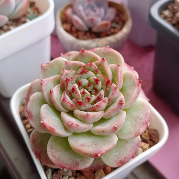 Echeveria 'Red Velvet'
