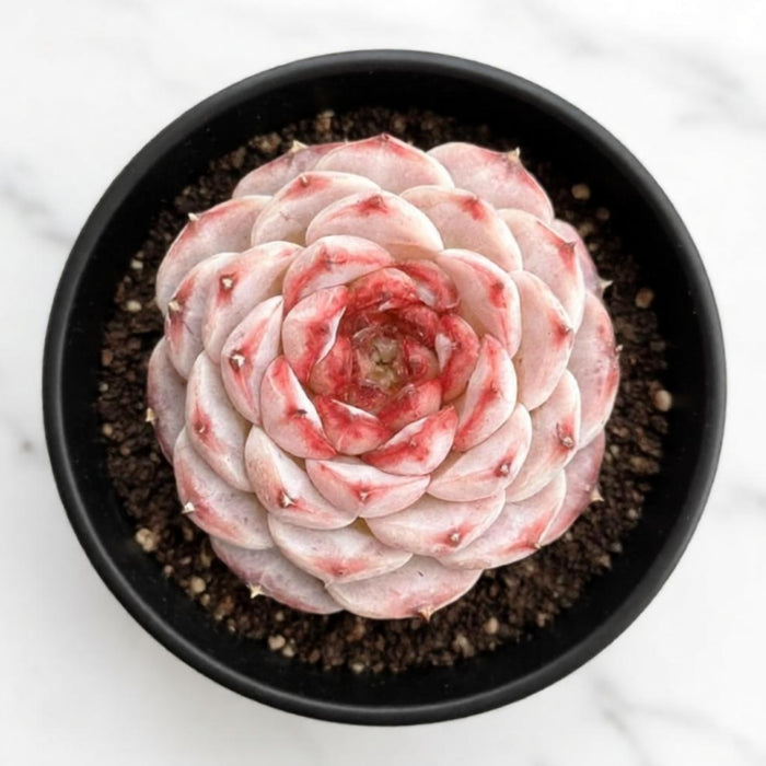 Echeveria 'Red Velvet'