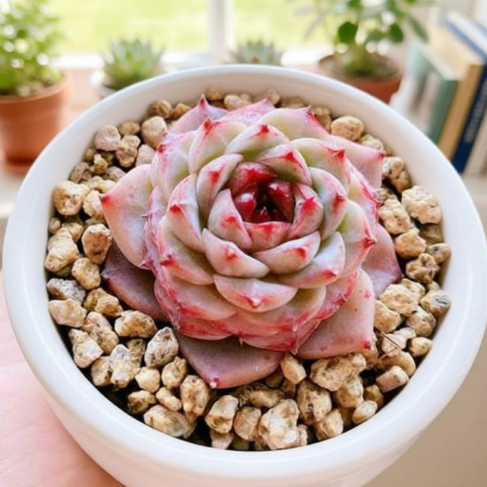 Echeveria 'Red Velvet'