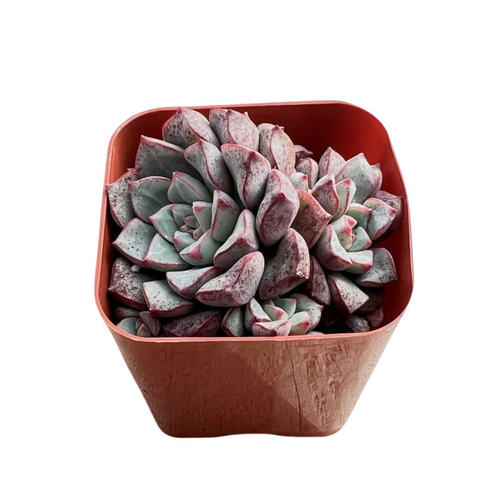 Echeveria Subcorymbosa Lau 030
