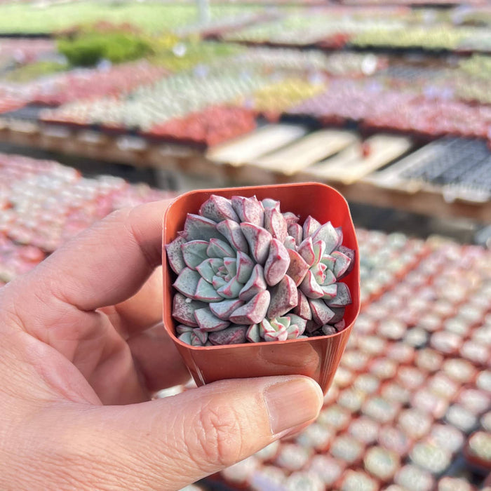 Echeveria Subcorymbosa Lau 030
