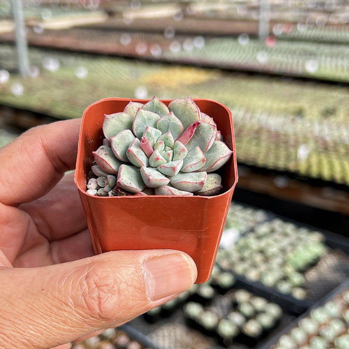 Echeveria Subcorymbosa Lau 030