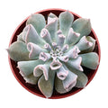 Echeveria Trumpet Pinky (4 inch)